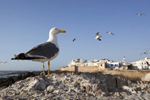 Seagulls and the medina and ramparts, Essaouira, Atlantic coast, Morocco, North Africa Seagulls and the medina and ramparts, Essaouira, Atlantic coast, Morocco, North Africa