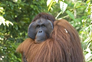 Semi-wild Orang Utan (Pongo pygmaeus) at Semengok Orangutan Sanctuary Semi-wild Orang Utan (Pongo pygmaeus) at Semengok Orangutan Sanctuary