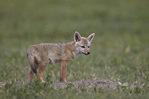 Serengeti jackal (golden jackal) (Canis aureus bea) pup, Ngorongoro Crater, Tanzania Serengeti jackal (golden jackal) (Canis aureus bea) pup, Ngorongoro Crater, Tanzania