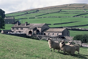 Sheep and farm, Fox Up, Yorkshire, England, United Kingdom, Europe Sheep and farm, Fox Up, Yorkshire, England, United Kingdom, Europe