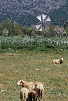 Greek Countryside Scenery Prints: Sheep in a field