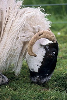 United Kingdom Countryside Views Prints: Sheep grazing