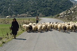 Greek Countryside Images Prints: Sheep being herded along the road