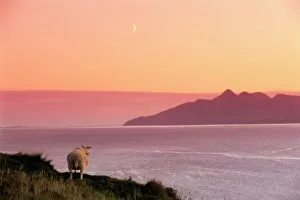 Sheep and the Isle of Rum