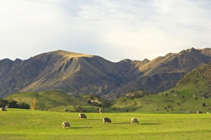 Rural New Zealand Scenery Prints: Sheep, Wanaka