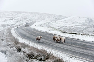 Sheep in a wintry landscape on the Mynydd Epynt moorland, Powys, Wales, United Kingdom Sheep in a wintry landscape on the Mynydd Epynt moorland, Powys, Wales, United Kingdom