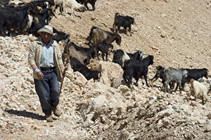 Middle East Scenery Prints: Shepherd with goats