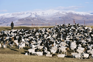 Shepherd tending a flock of sheep, Bayanbulak, Xinjiang Province, China, Asia Shepherd tending a flock of sheep, Bayanbulak, Xinjiang Province, China, Asia