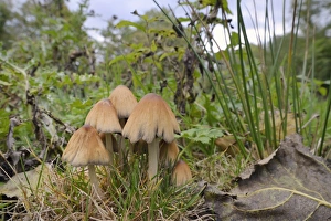 Shining inkcap (Mica inkcap) (Coprinellus) (Coprinus micaceus) clump growing in Shining inkcap (Mica inkcap) (Coprinellus) (Coprinus micaceus) clump growing in