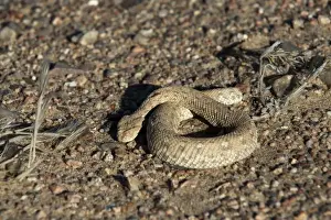Venomous Snakes Africa Prints: Sidewinder snake (Peringueys adder) (Bitis peringueyi)