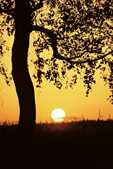 European Sunset Scene Prints: Silhouette of birch tree and setting sun
