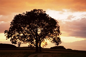 Tree Silhouette At Sunset Prints: Silhouette of a tree at sunset
