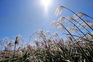 Asian Nature Scenery Prints: Silver grass, a visitor attraction