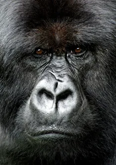 Silverback gorilla looking intensely, in the Volcanoes National Park, Rwanda, Africa Silverback gorilla looking intensely, in the Volcanoes National Park, Rwanda, Africa