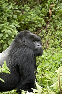 Silverback Mountain Gorilla Print