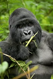 Related Images Collection: Silverback mountain gorilla (Gorilla gorilla beringei), Group 13, Volcanoes National Park