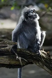 Bako National Park Malaysia Prints: Silvered leaf monkey (Trachypithecus cristatus cristatus)