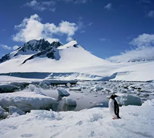 Single gentoo penguin on ice in a snowy landscape with a mountain in the background Single gentoo penguin on ice in a snowy landscape with a mountain in the background