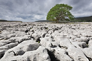 Yorkshire Dales Landscape Photography Prints: Single tree on limestone pavement