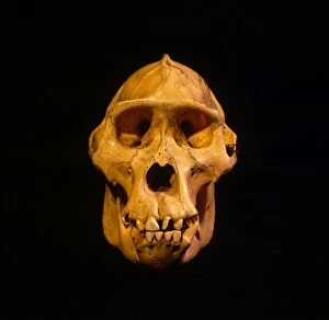 Related Images Collection: Skull of Mountain Gorilla (Gorilla gorilla beringei), holotype 1902, Museum fur Natuurkunde