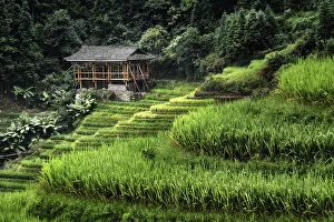 Small bamboo house in the Longsheng rice terraces, Guangxi, China, Asia Small bamboo house in the Longsheng rice terraces, Guangxi, China, Asia