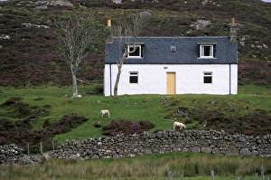 United Kingdom Building Exteriors Prints: Small house and sheep