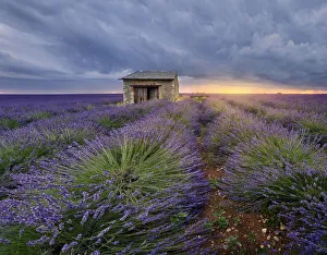 Small stone house in lavender field at sunset with a cloudy sky, Valensole, Provence Small stone house in lavender field at sunset with a cloudy sky, Valensole, Provence