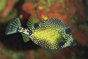 West Indies Marine Life Prints: Smooth trunkfish (Lactophrys triqueter), Tobago, West Indies, Caribbean, Central America