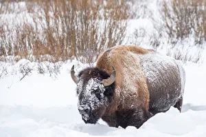 Bison In Snow Prints: Snow covered bison (Bison bison), Yellowstone National Park, UNESCO World Heritage Site