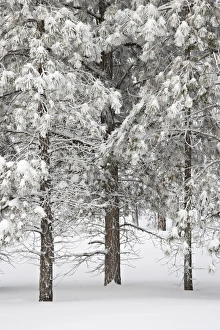 Outdoor Photography Ideas Prints: Snow-covered pine trees