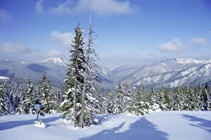 Central European Nature Views Prints: The snow covered pines form a regular pattern along