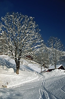 Switzerland Winter Landscapes Prints: Snow covered tree
