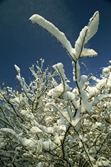 Snowy Tree Silhouette Prints: Snow covered tree branches in winter