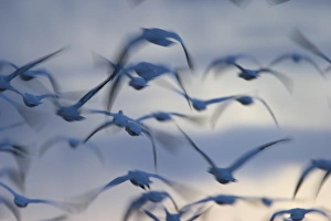 Snow goose (Anser caerulescens) Snow goose (Anser caerulescens)