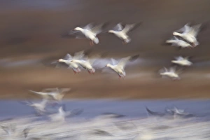 Snow goose (Chen caerulescens) flock in flight, Bosque del Apache National Wildlife Refuge Snow goose (Chen caerulescens) flock in flight, Bosque del Apache National Wildlife Refuge