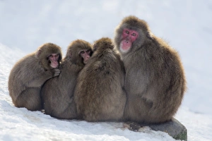 Snow monkeys (Macaca fuscata) huddling together for warmth, Japanese macaque, captive Snow monkeys (Macaca fuscata) huddling together for warmth, Japanese macaque, captive
