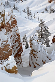 Bryce Canyon Landscape Prints: Snow, trees