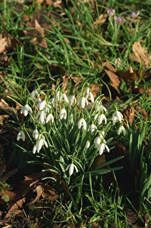 Winter Blooms Prints: Snowdrops