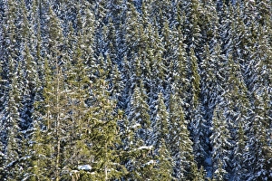 Snowy woods around Julierpass, Albula District, Canton of Graubunden, Switzerland, Europe Snowy woods around Julierpass, Albula District, Canton of Graubunden, Switzerland, Europe