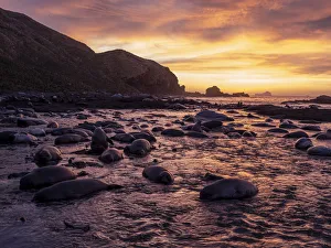 Southern elephant seals (Mirounga leoninar), on the beach at sunrise in Gold Harbor Southern elephant seals (Mirounga leoninar), on the beach at sunrise in Gold Harbor