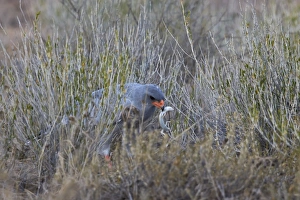 Southern pale chanting goshawk (Melierax canorus) with a skink, Kgalagadi Transfrontier Southern pale chanting goshawk (Melierax canorus) with a skink, Kgalagadi Transfrontier