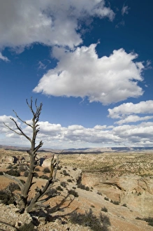 US Desert Landscape Photography Prints: SP021995