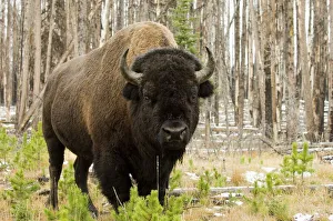 Yellowstone Bison Print