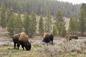 Bison In Yellowstone Prints: SP022048