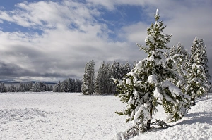 Yellowstone National Park Winter Prints: SP022299