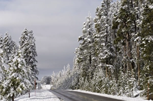 Yellowstone National Park Winter Prints: SP022301