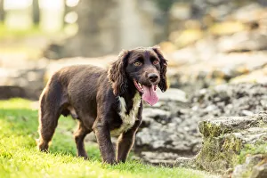 UK Dog Breeds Prints: Spaniel panting in the afternoon sunlight, United Kingdom, Europe