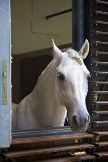 Prints of Spanish Riding School Stables, Vienna, Austria, Europe Austria Prints: WorldInPrint: Spanish Riding School Stables, Vienna Print