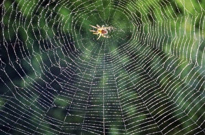 Spider Web Photography Prints: Spider in the centre of its web