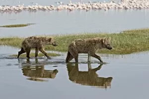 Nakuru Collection: Two spotted hyena (spotted hyaena) (Crocuta crocuta) walking along the edge of Lake Nakuru